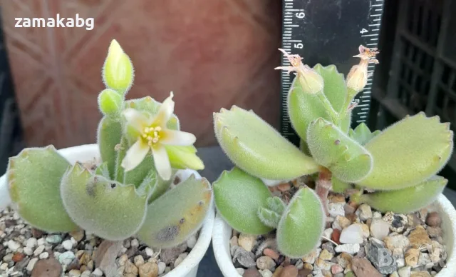 Котиледон Меча лапа лапичка (Cotyledon tomentosa bear s paw), сукулентно растение