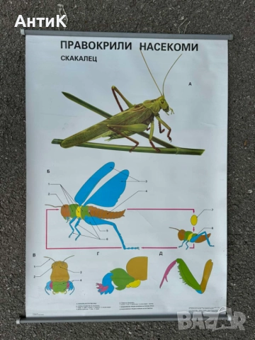 Соц Учебни Плакати Постери Биология, снимка 11 - Антикварни и старинни предмети - 51734458