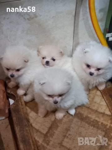 Продавам померани, снимка 4 - Померан - 54323488