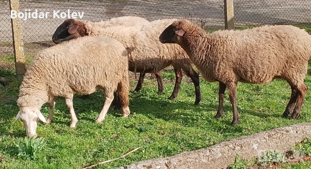 Продавам овце с агнета, снимка 5 - Овце - 53922787
