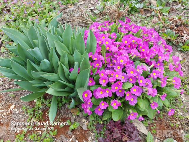 Продавам стари сортове иглики , бяла , розова и лилава, снимка 9 - Градински цветя и растения - 44752179