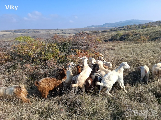 натурално козе мляко, снимка 6 - Кози - 54155662