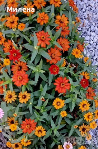 Семена за едногодишни цветя , снимка 14 - Сортови семена и луковици - 51341019
