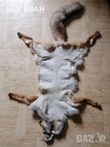 КОЖА ОТ ЛИСИЦА , снимка 8 - Други животни - 52121490