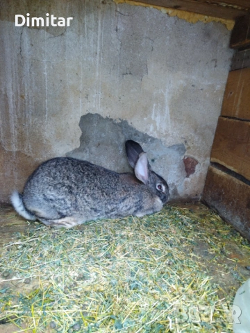 Продавам зайци. , снимка 3 - Други - 54025559