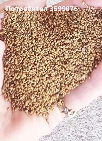 Семена люцерна.Семе люцерново, снимка 6 - Сортови семена и луковици - 42509595
