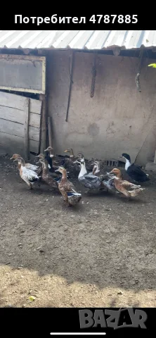 Продавам патици