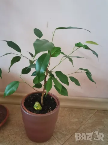 Фикус Бенджамин 20-25 см. 