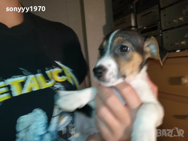 ЖЕНСКО КУТРЕ ДЖАК РЪСЕЛ 1310250645, снимка 11 - Джак ръсел териер - 52032852