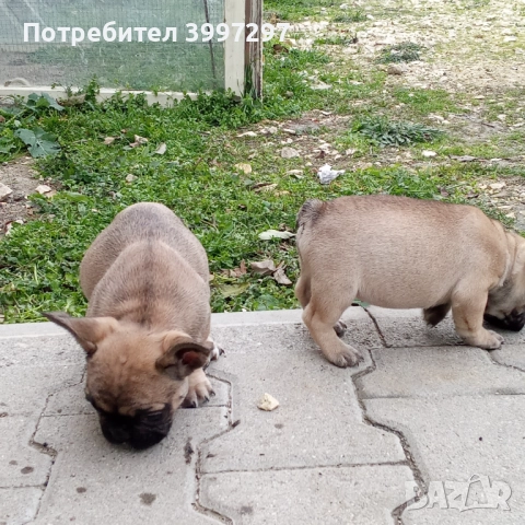 Вече с две ваксини и обезпаразитени многократно , снимка 5 - Френски булдог - 52972303