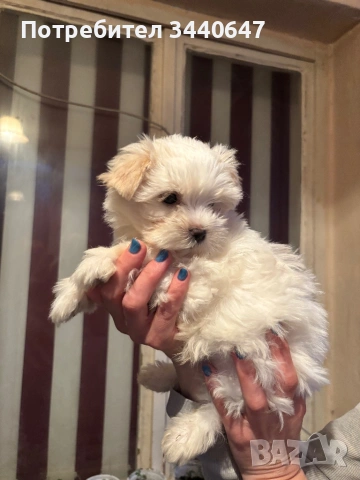 Йорки Голд Дъст, снимка 6 - Йоркширски териер - 53904181