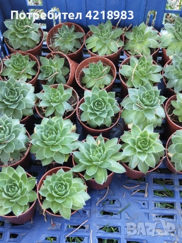 Сукуленти за подаръчета , снимка 4 - Декорация - 51579009