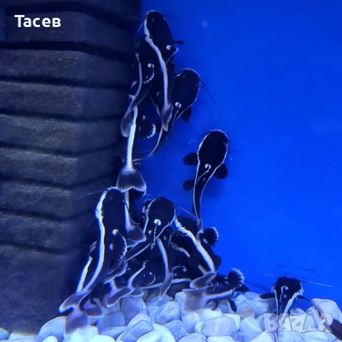 Червеноопашат сом 7см