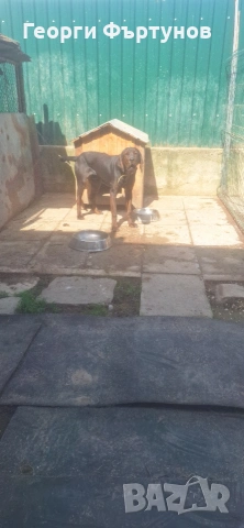 Гонче, снимка 3 - Други - 54225831