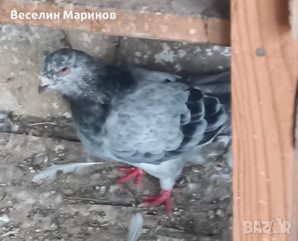 продавам  шуменски  гьлаби  и  американски храна4и, снимка 17 - Гълъби - 50969461