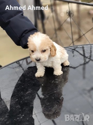 Кокер шпаньол , снимка 2 - Кокер шпаньол - 54116153