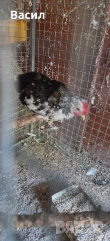 Млади петлета , снимка 2 - други­ - 51004870