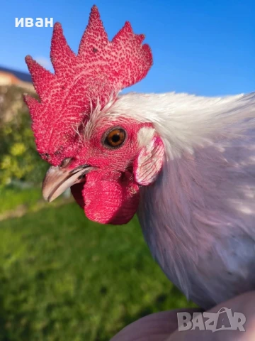 Свободни яйца от Сребърно Брезе Бантам -единствени в България вкарани в България лично от мен , снимка 5 - Кокошки и пуйки - 51155392