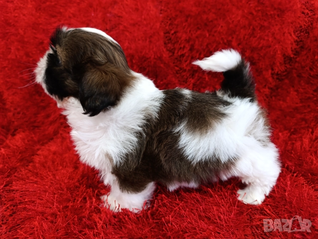 Кученца Ши Тцу /SHIH TZU FCI pedigree , снимка 18 - Ши Тцу - 52464119