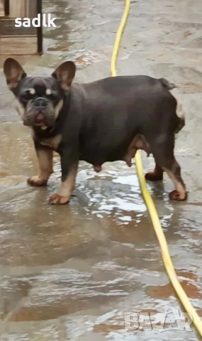 Елитни френски булдочета, снимка 6 - Френски булдог - 52903442