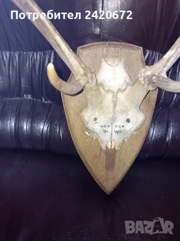 ловен трофей  сърандак, снимка 3 - Други ценни предмети - 48468379