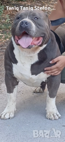 американско були XL за разплод