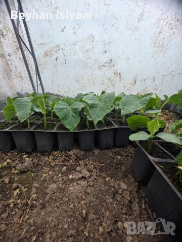 Разсад краставици, снимка 2 - Разсади - 54165408