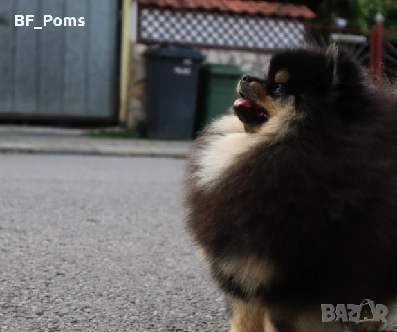 Уникално момиченце померан с родословие FCI, снимка 8 - Померан - 49781261