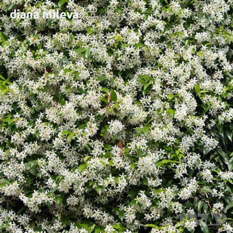 Жасмин, Trachelospermum Jasminoides, вечнозелен, студоустойчив, снимка 7 - Градински цветя и растения - 44919994
