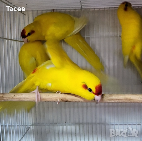 Какарики, снимка 1