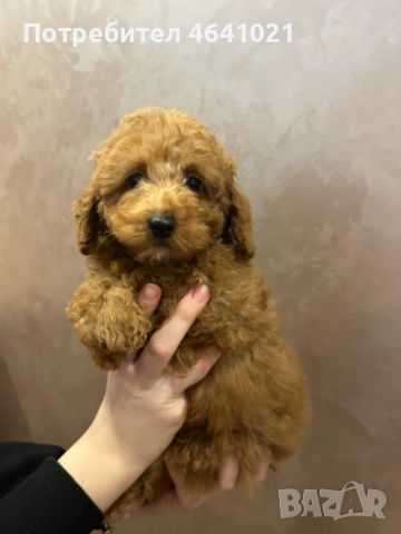 Мини пудел, снимка 2 - Пудели - 52974033