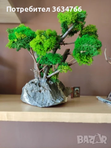бонзаи със скандинавски мъх