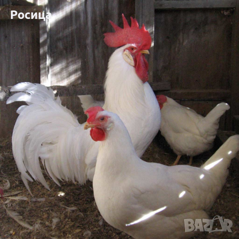 Предлагам разплодни яйца от Бял легхорн., снимка 4 - Кокошки и пуйки - 44559631