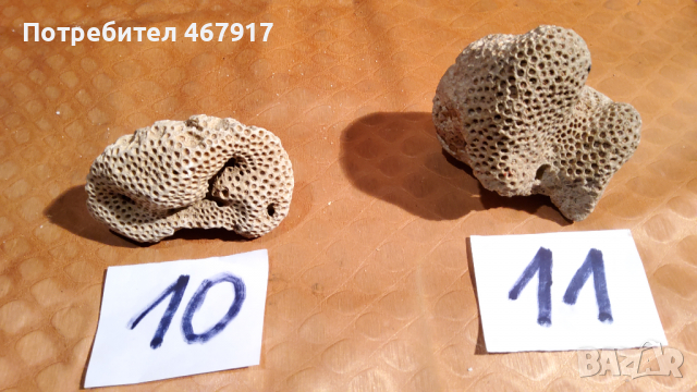 Корали от атлантическия океан, снимка 3 - Колекции - 36536114