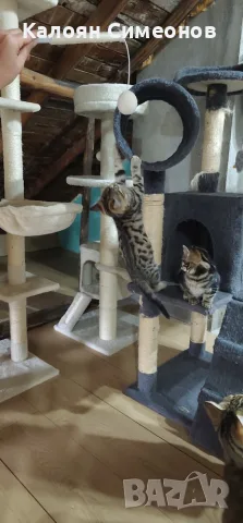 Екзотични котета, снимка 5 - Бенгалски - 54357737