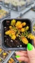 Седум Анджелина, Sedum rupestre Angelina, студоустойчив, снимка 12
