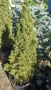 Смърч коника , снимка 2
