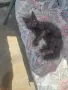 Руска синя котка, снимка 3