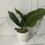 Изкуствено растение Cozevdnt в саксия ново, зелено, снимка 12
