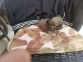 Продавам чихуахуа, снимка 15