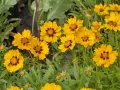 Coreopsis SunKiss (Кореопсис слънчева целувка), снимка 2
