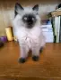 котенца Ragdoll/Регдол, снимка 4