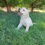 Лабрадор ретривър , снимка 8