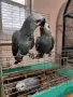 Бебета кралско жако, снимка 5