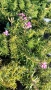 декоративни храсти и растения, снимка 17