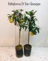 Цитрусови  дръвчета - фиданки разнообразни сортове, снимка 1 - Градински цветя и растения - 39472838