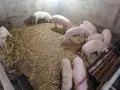 продавам малки прасета, снимка 3