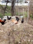 кокошки черен меден маран , снимка 5