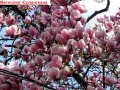 Магнолия - Magnolia НАЛИЧНИ 21 ВИДА Студоустoйчиви, снимка 2