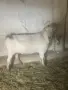 Продавам ялови кози, снимка 2